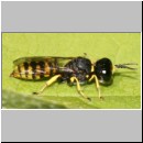 Ectemnius cavifrons oder ruficornis - Grabwespe m04 9-10mm.jpg